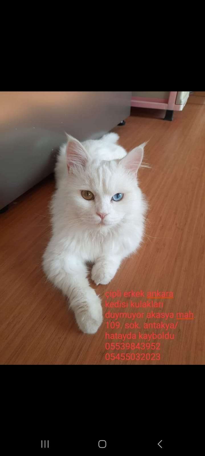 Kayı kedi