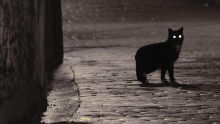 Siyah bir Kedi Buldum Kedi Buldum