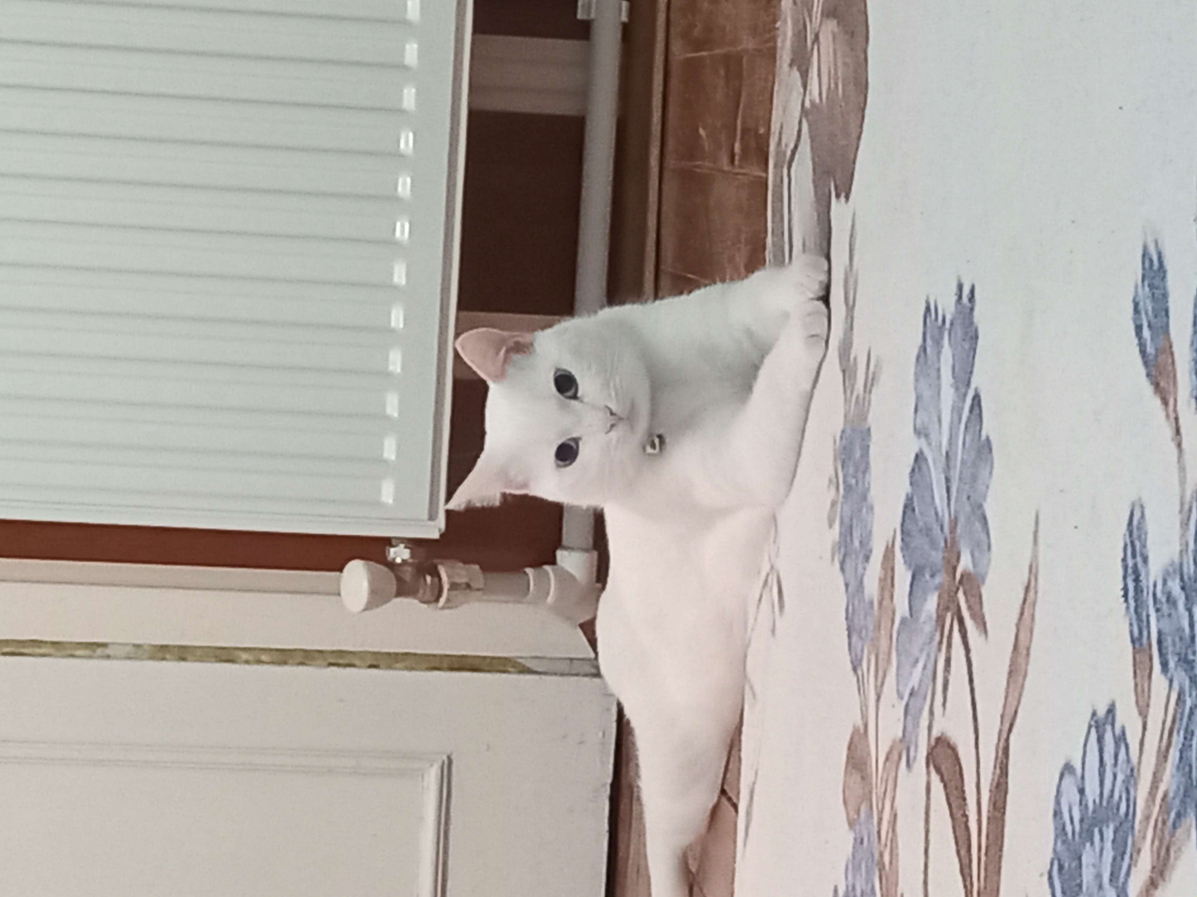 Erkek kısır beyaz mavi gözlü kedi