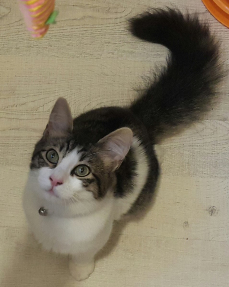 Beylikdüzü kayıp kedi Gören Duyan