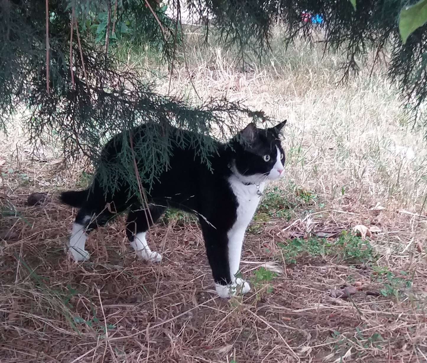 yeşil tasmalı erkek smokin