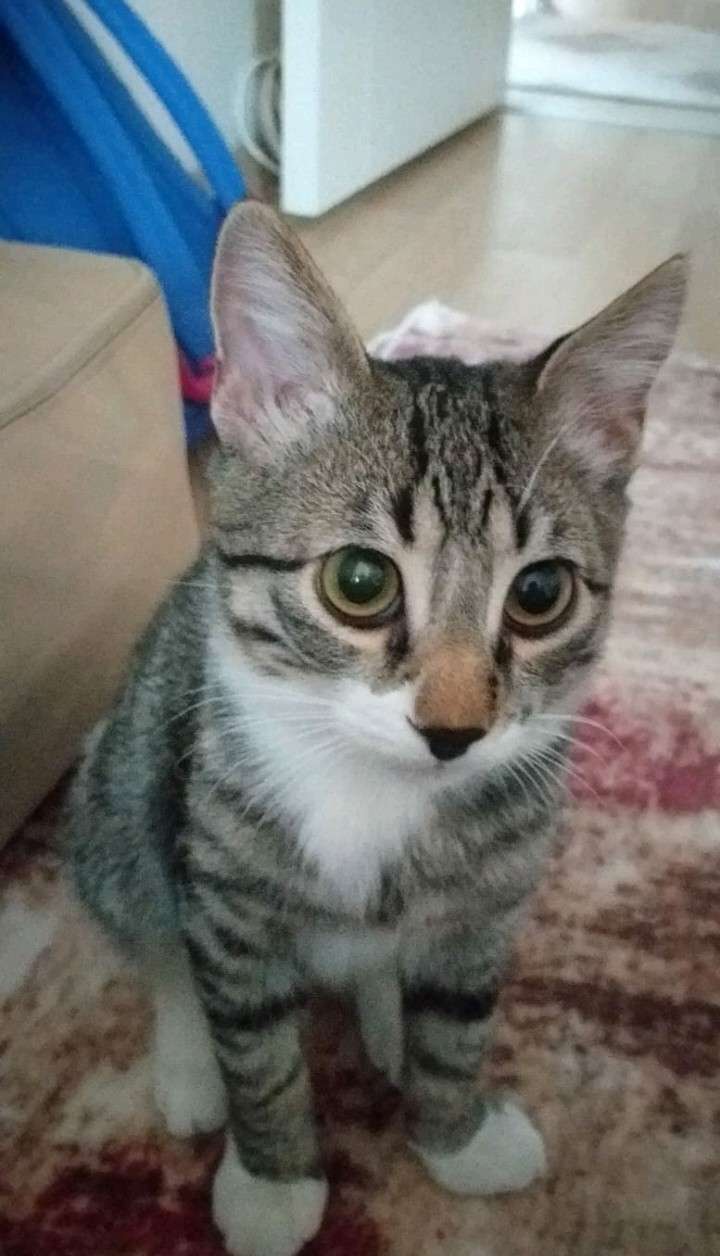 Kayıp kedi Mıstık İlanı 5091 Gören Duyan