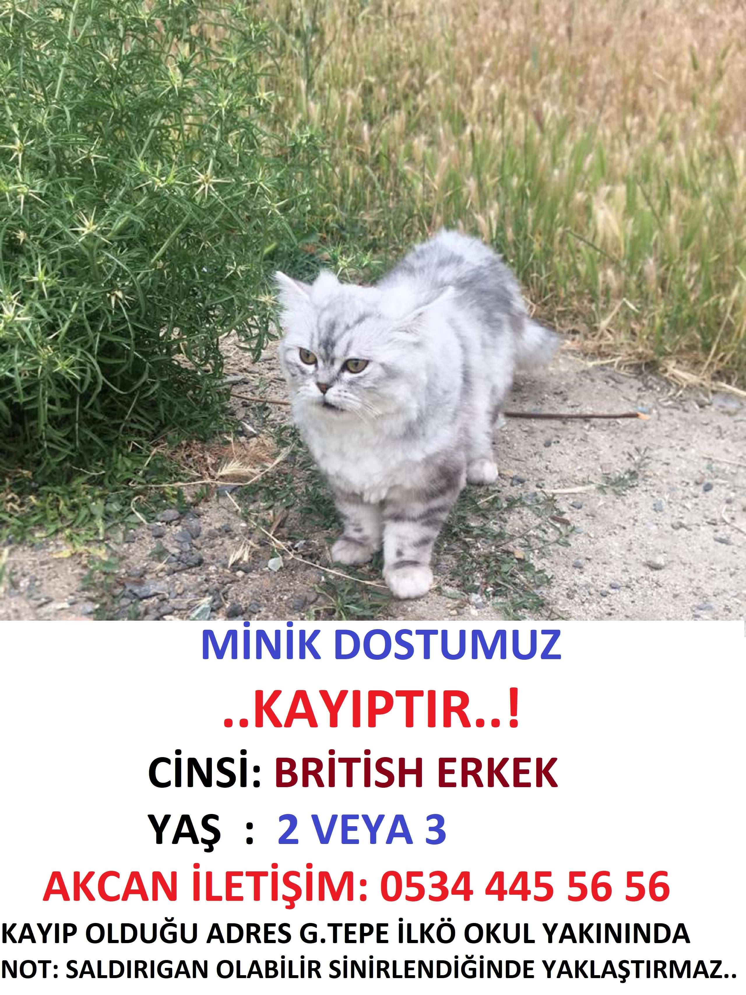 DOSTUM KEDİMİZ BAŞAKŞEHİR GÜVERCİNTEPE İLKÖĞRETİM OKUNUN YAKININDA KAYBOLDU 