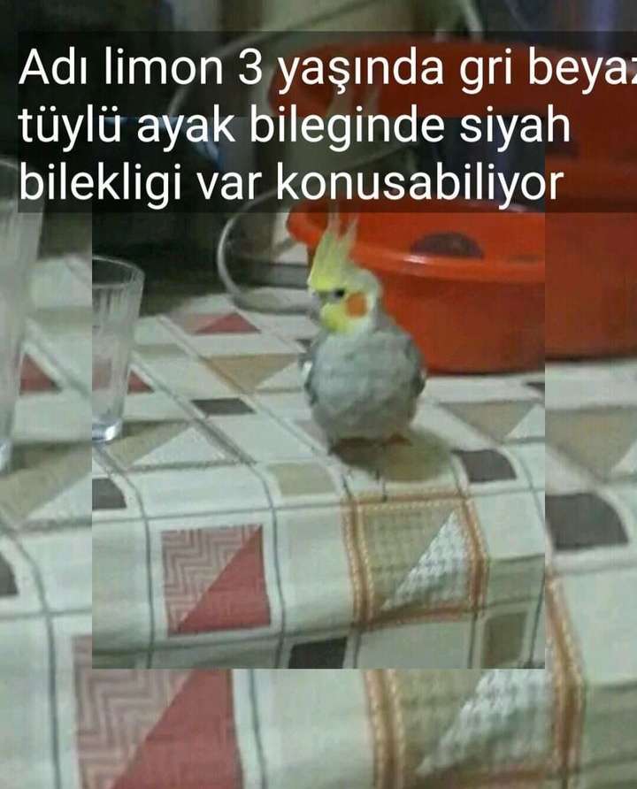 Kayıp Sultan papağan 