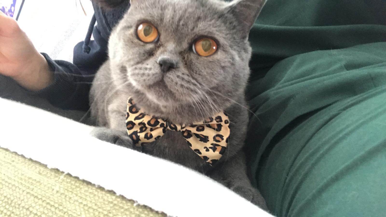 Kayıp kedi