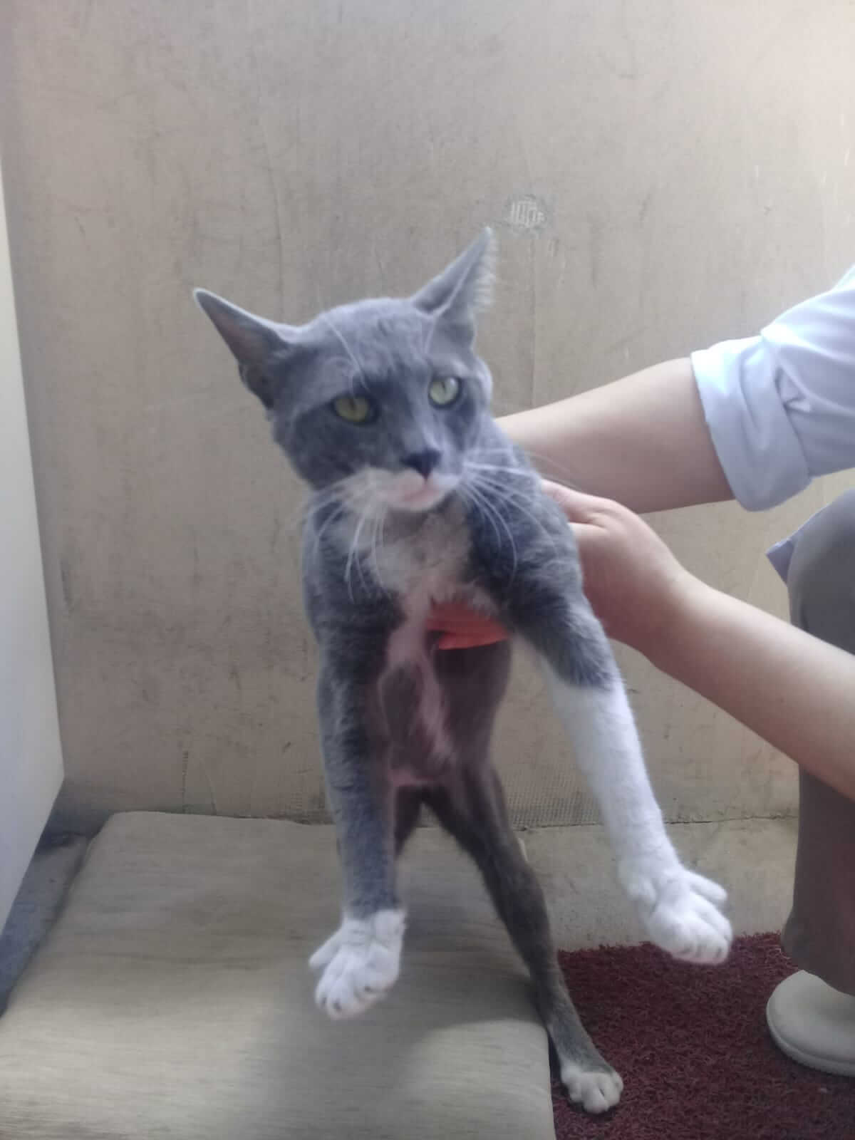 Gri beyaz trasli erkek kedi esenyurt kayip İlanı 2720 Gören Duyan