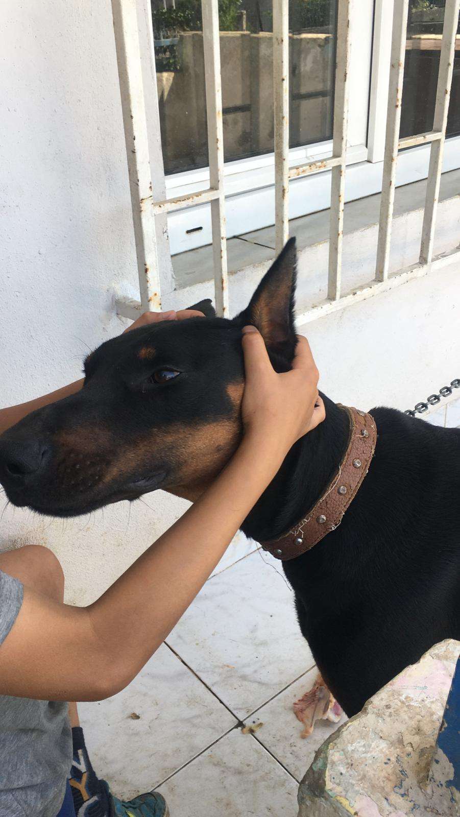 Ataşehir Barbaros'da kayıp Doberman