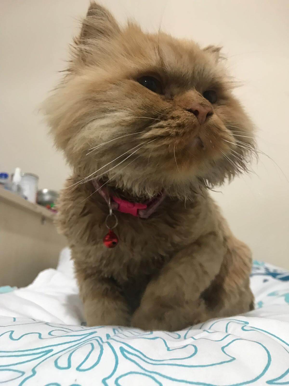 Büyükçekmece sarı kedi bulundu Gören Duyan