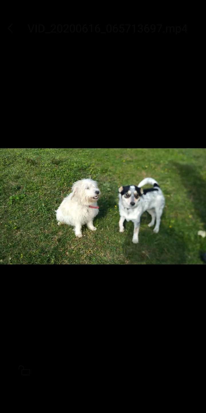 Köpeğim çalındı görenlerin bize ulaşırsa seviniriz