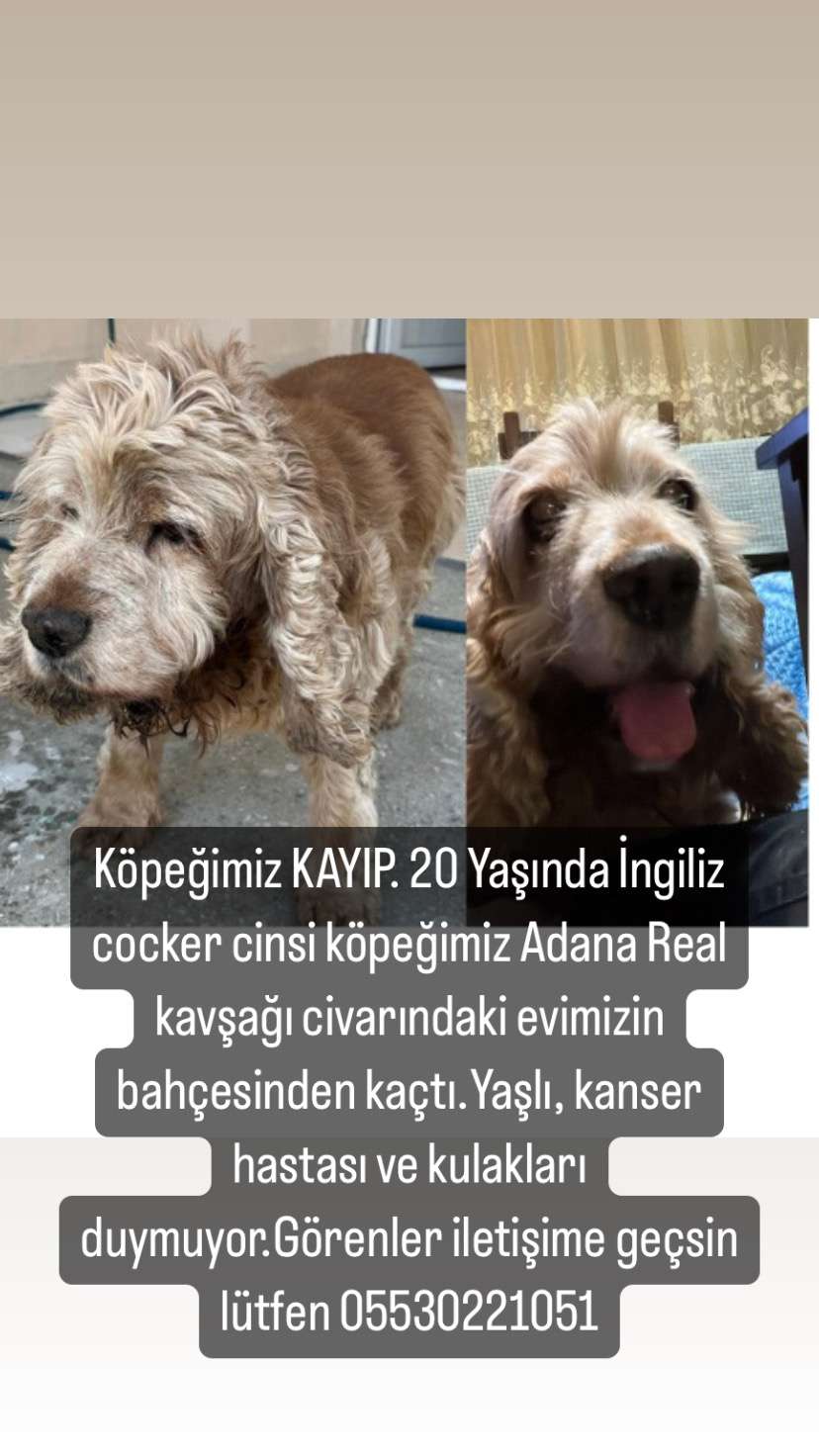 ADANA KAYIP KÖPEK