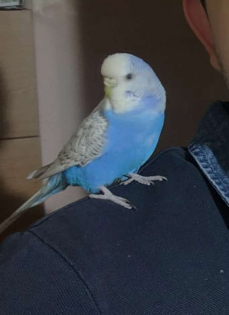 Kayıp Muhabbet kuşu Maviş