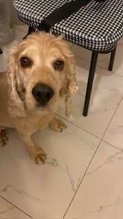 Cocker süreyya plajı