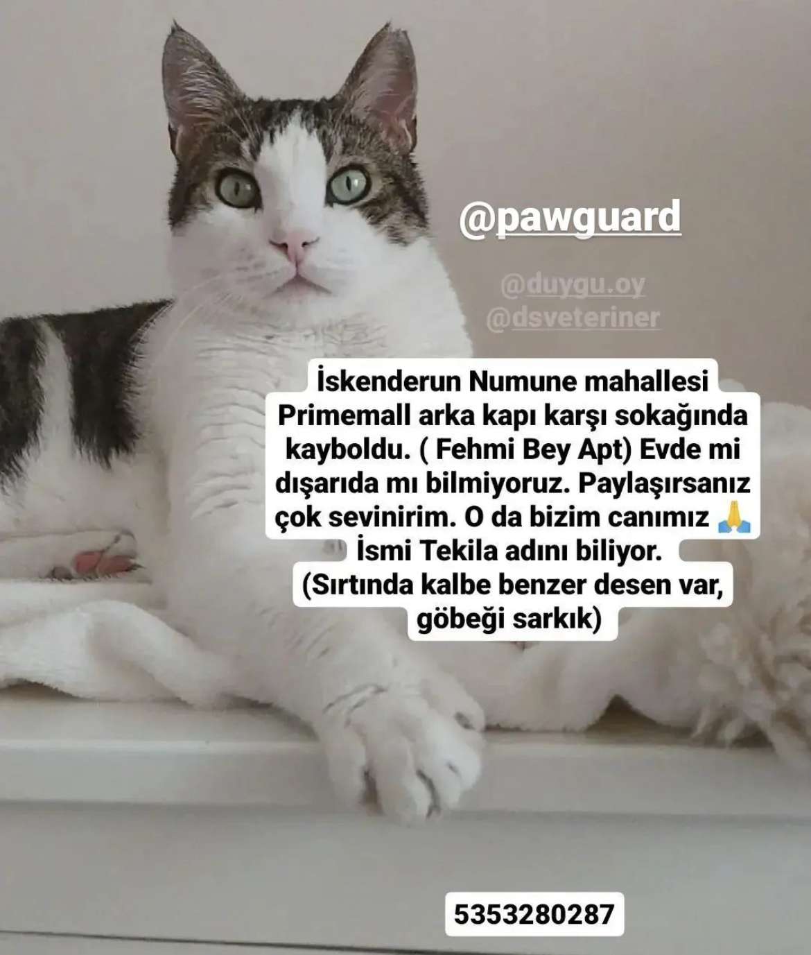 iskenderun kayıp kedi