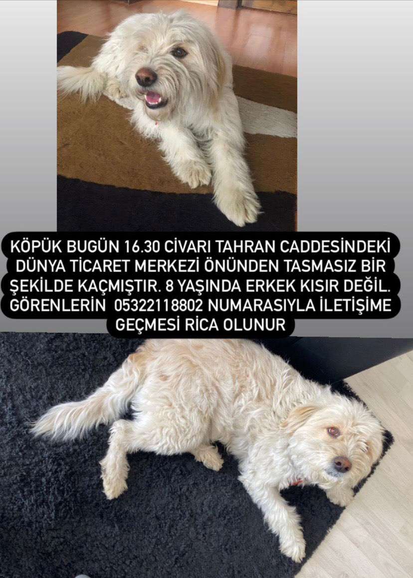 kayıp köpek