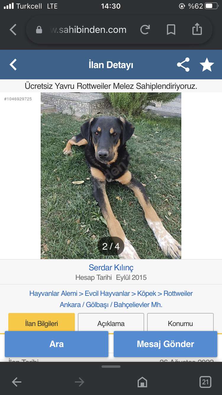 Köpeğim kayboldu