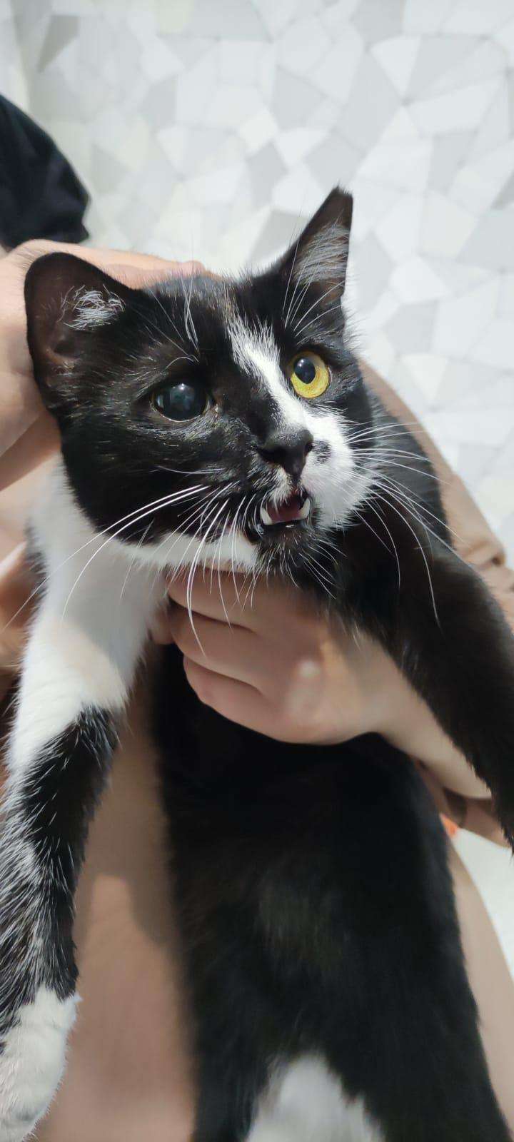 Smokin cinsi Siyah Beyaz Tek gözü rahatsız kedi