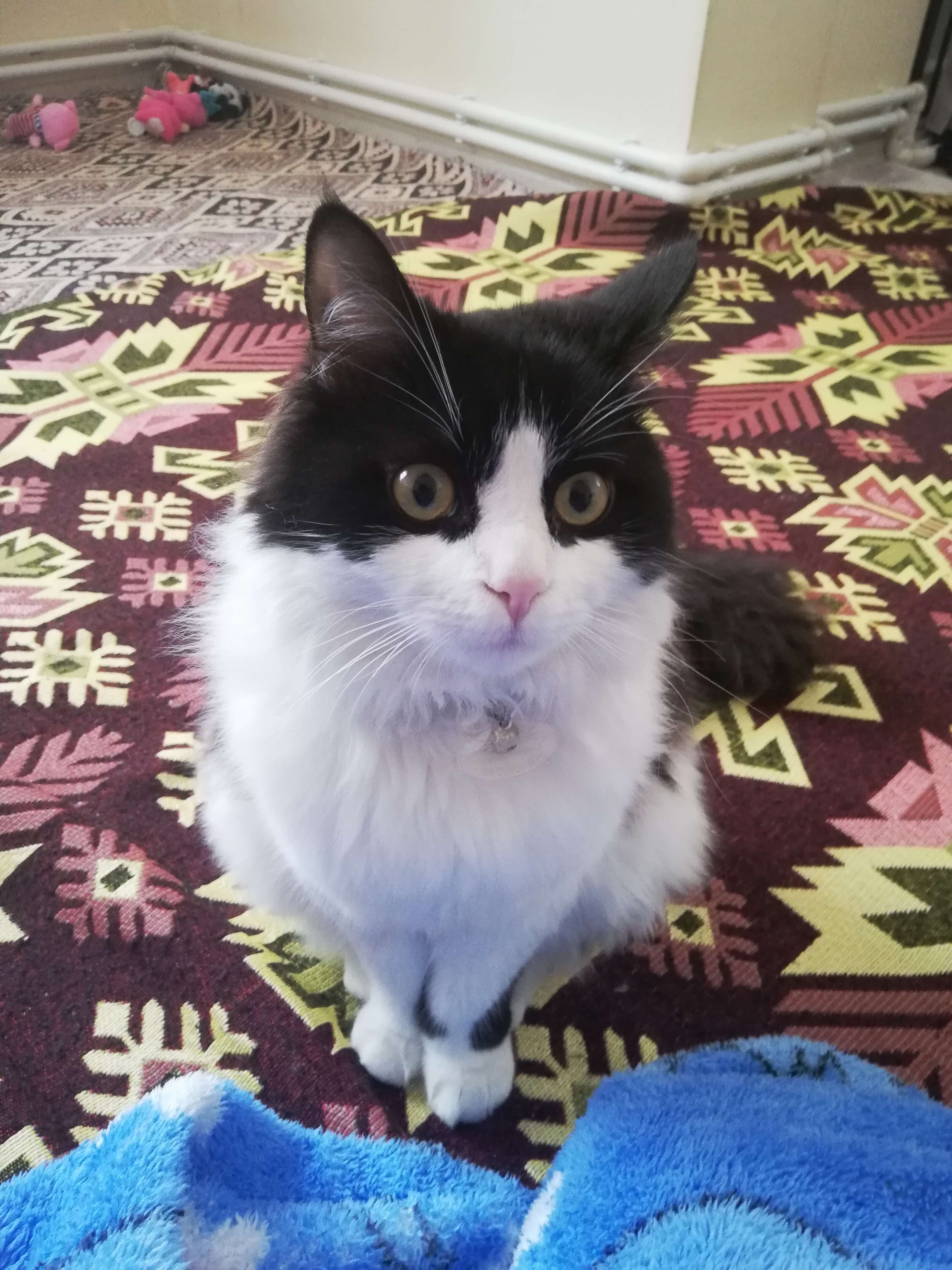 Kayıp Kedi Gören Duyan