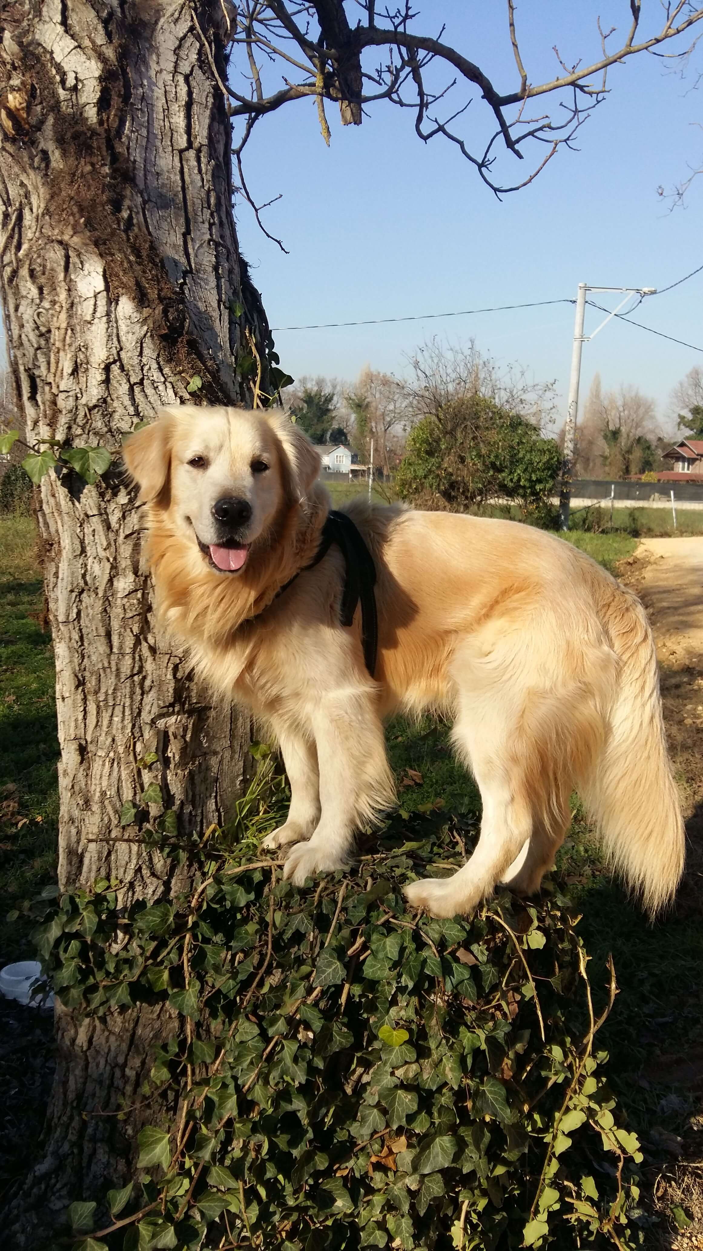 Köpeğim kayıp