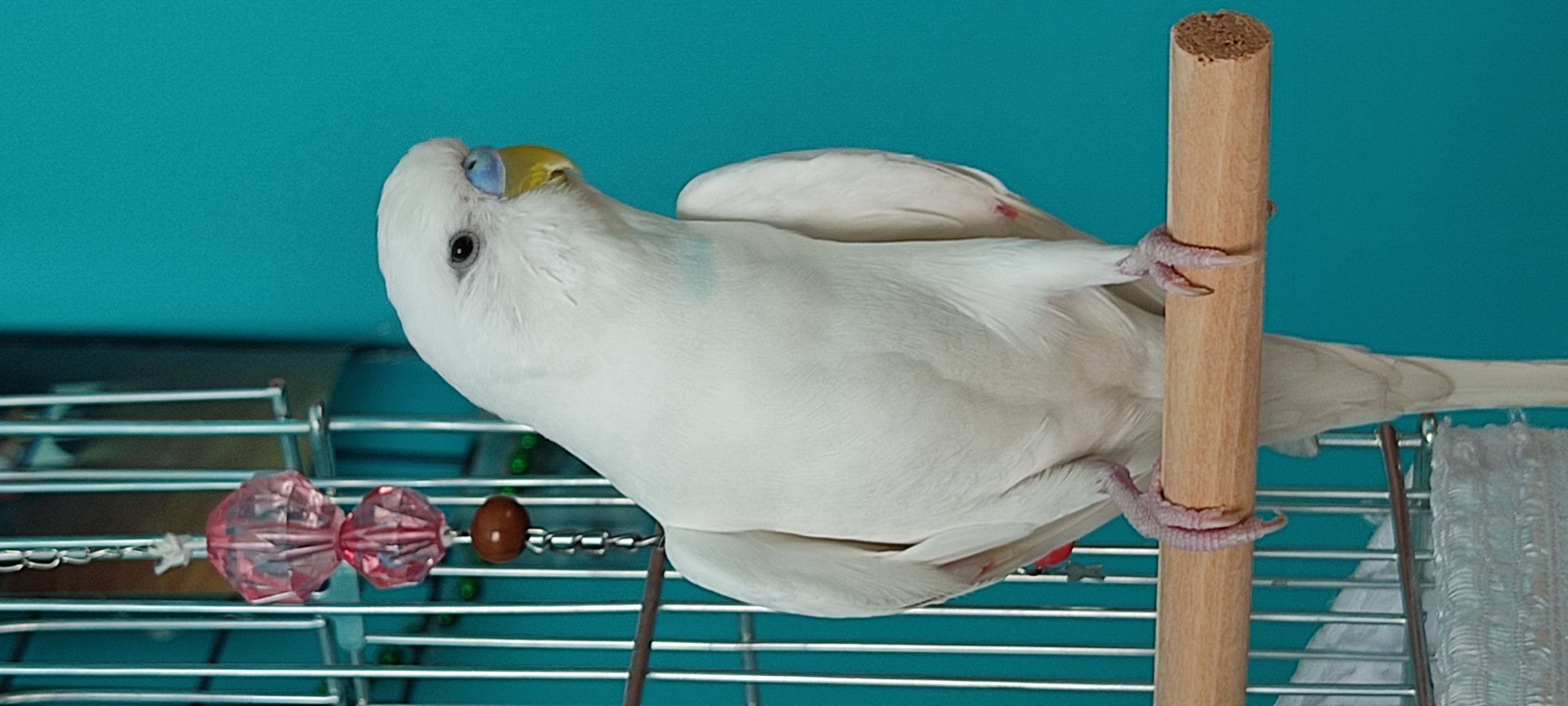 Kayıp albino muhabbet kuşu 