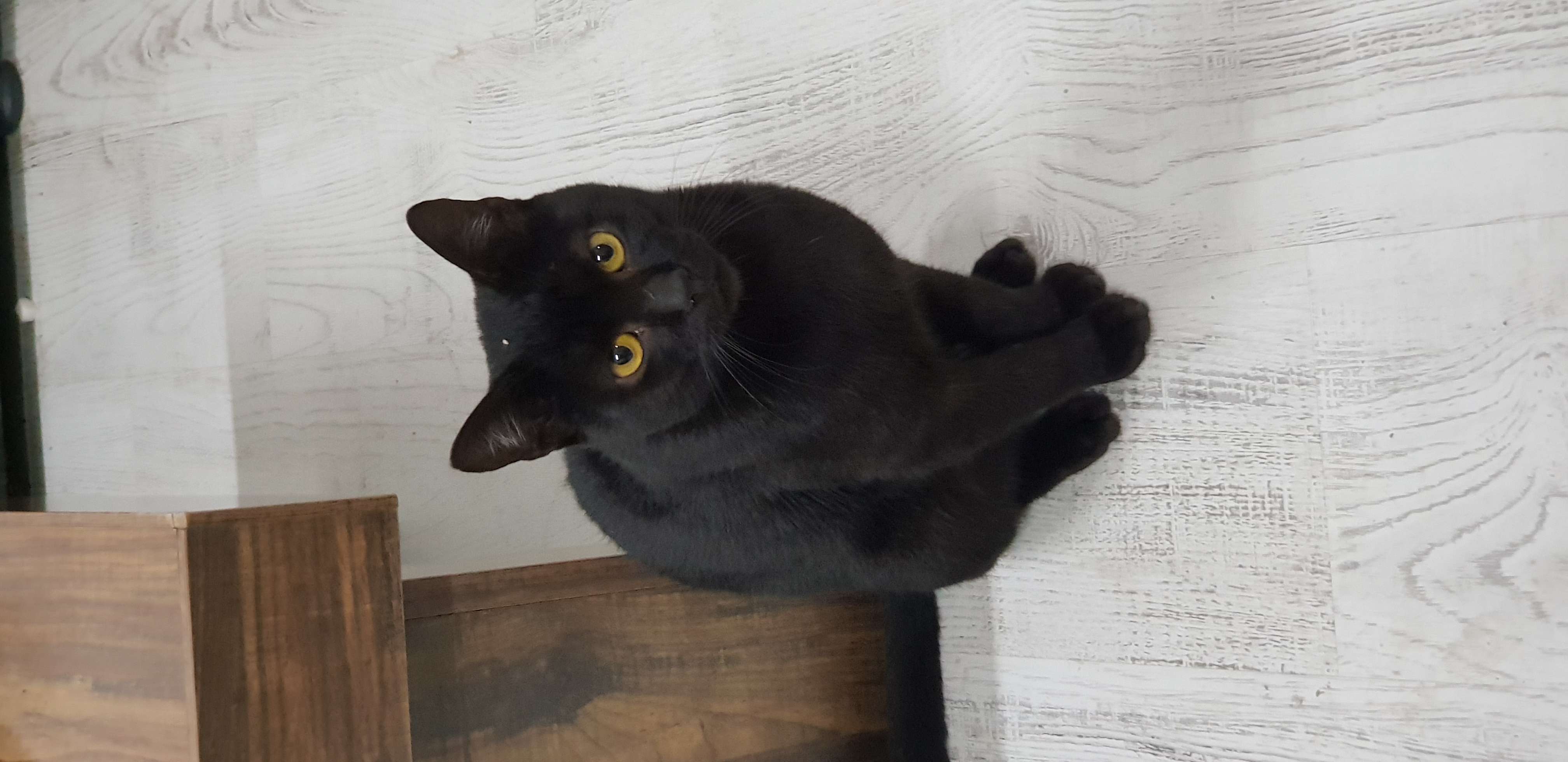istanbul pendik kayıp siyah kedi