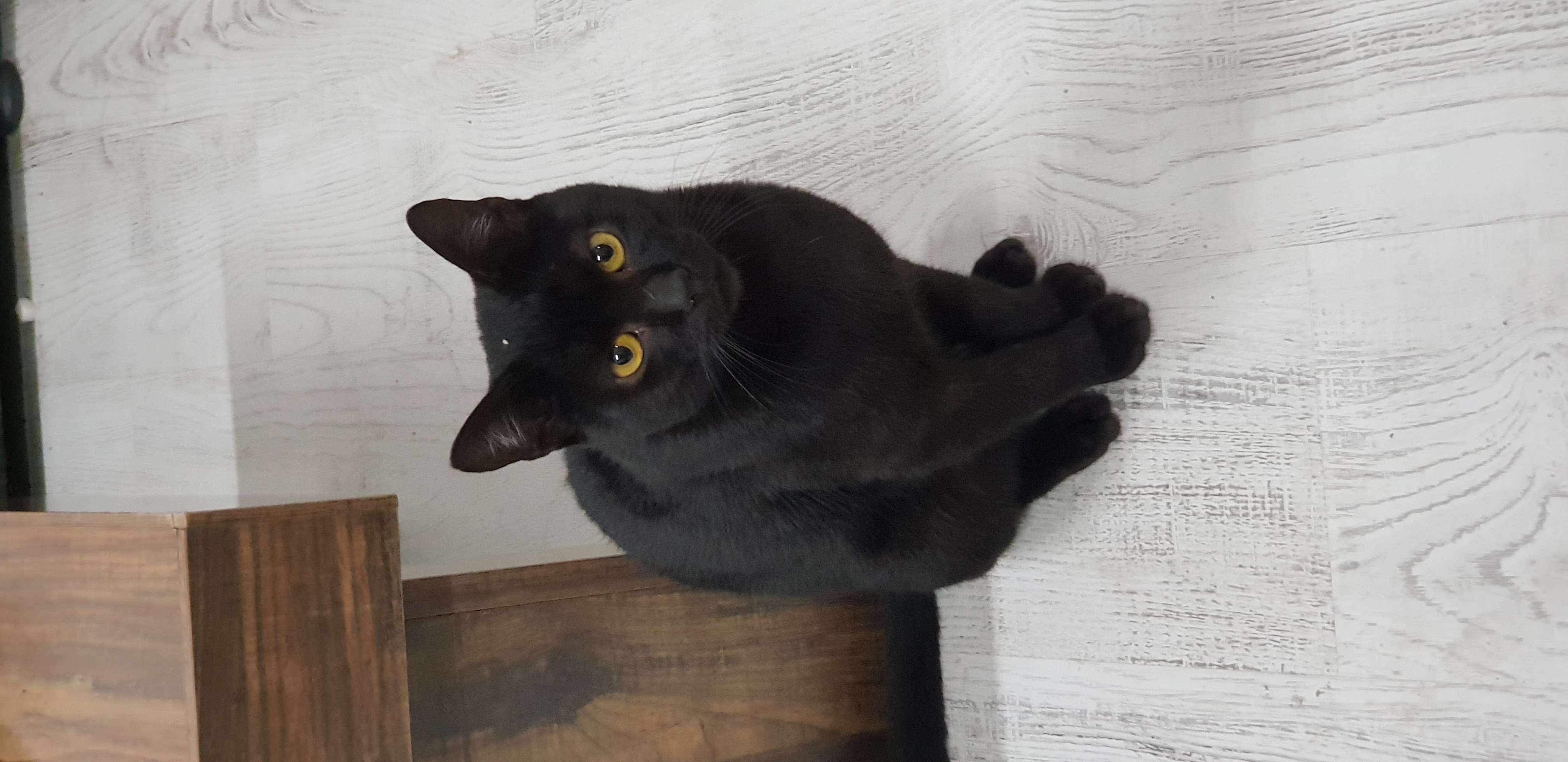 istanbul pendik kayıp siyah kedi İlanı 4213 Gören Duyan