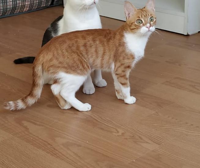 KEDİM KAYBOLDU Gören Duyan