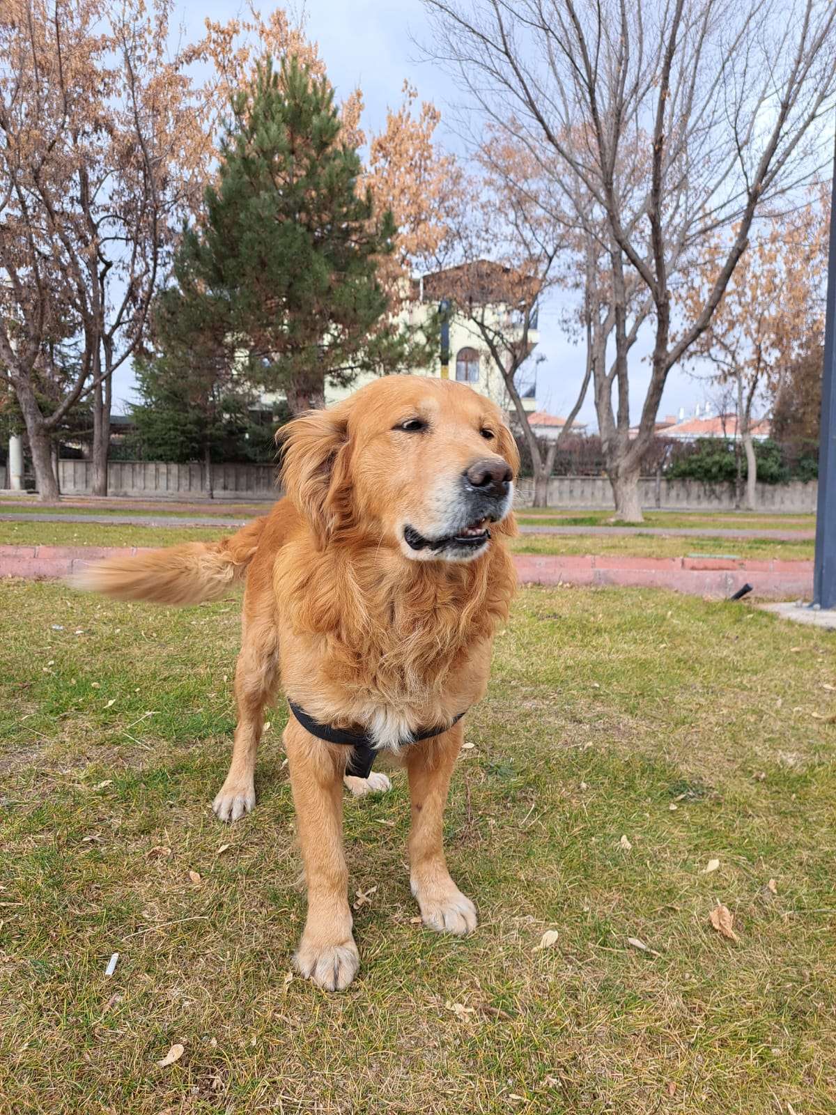 Kayıp Köpek İlanı 