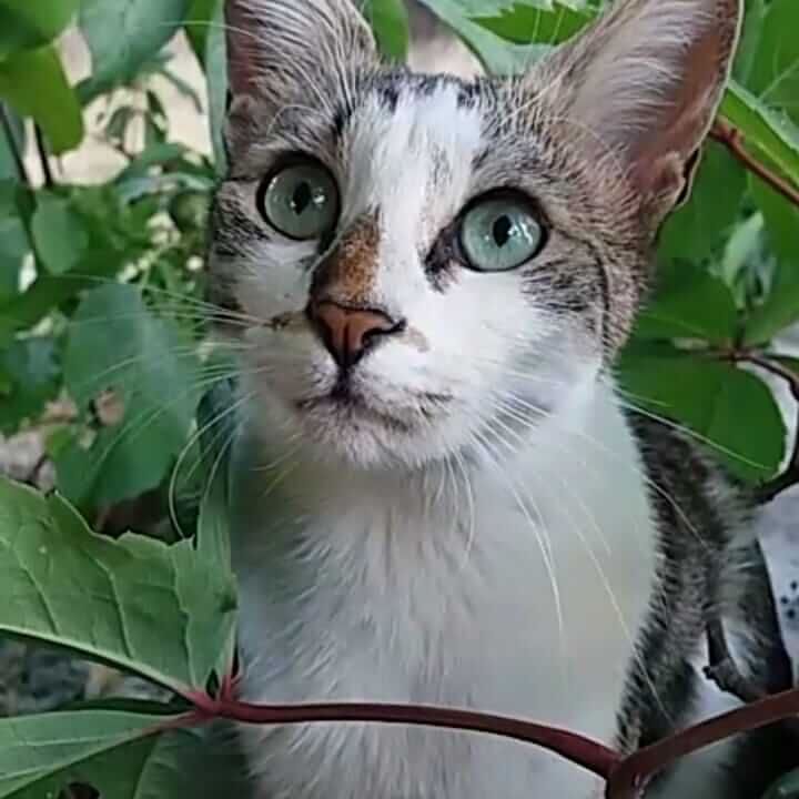 Malatya kayıp kedi İlanı 1645 Gören Duyan