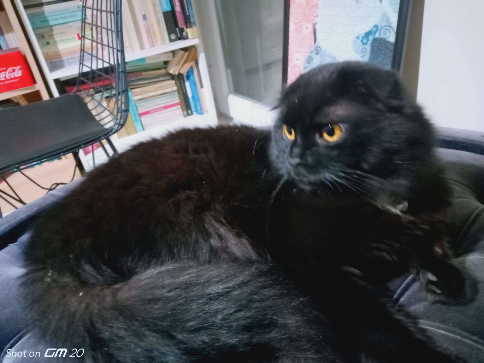 Derince Çınarlı Mh.Kayıp Kedi Scootish fold 