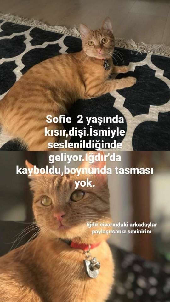 Kayıp Aranıyor Kedi