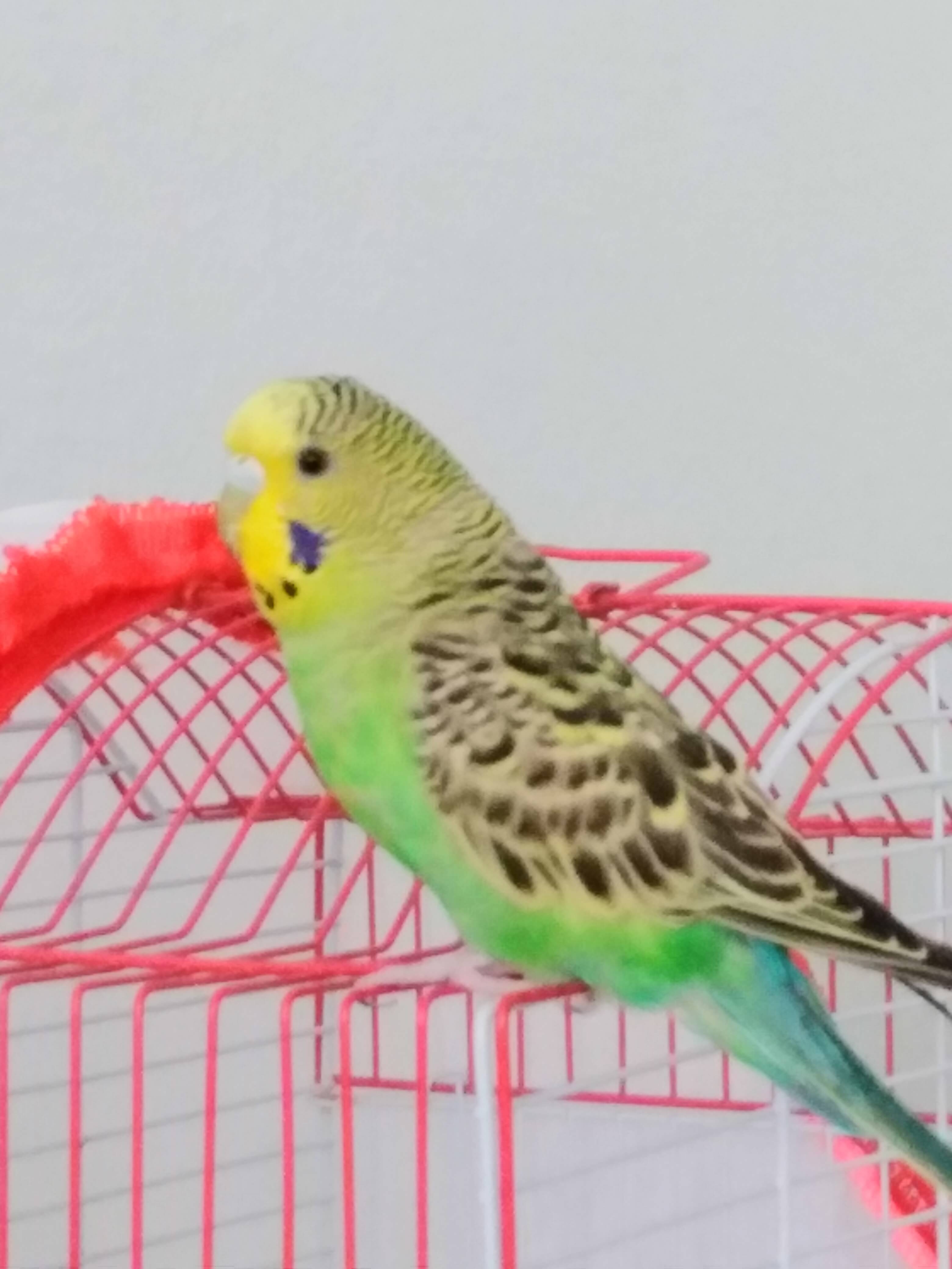 Malatya Da Kusum Kayboldu Ilani 3543 Goren Duyan