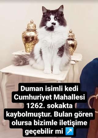 kaybolan kedim