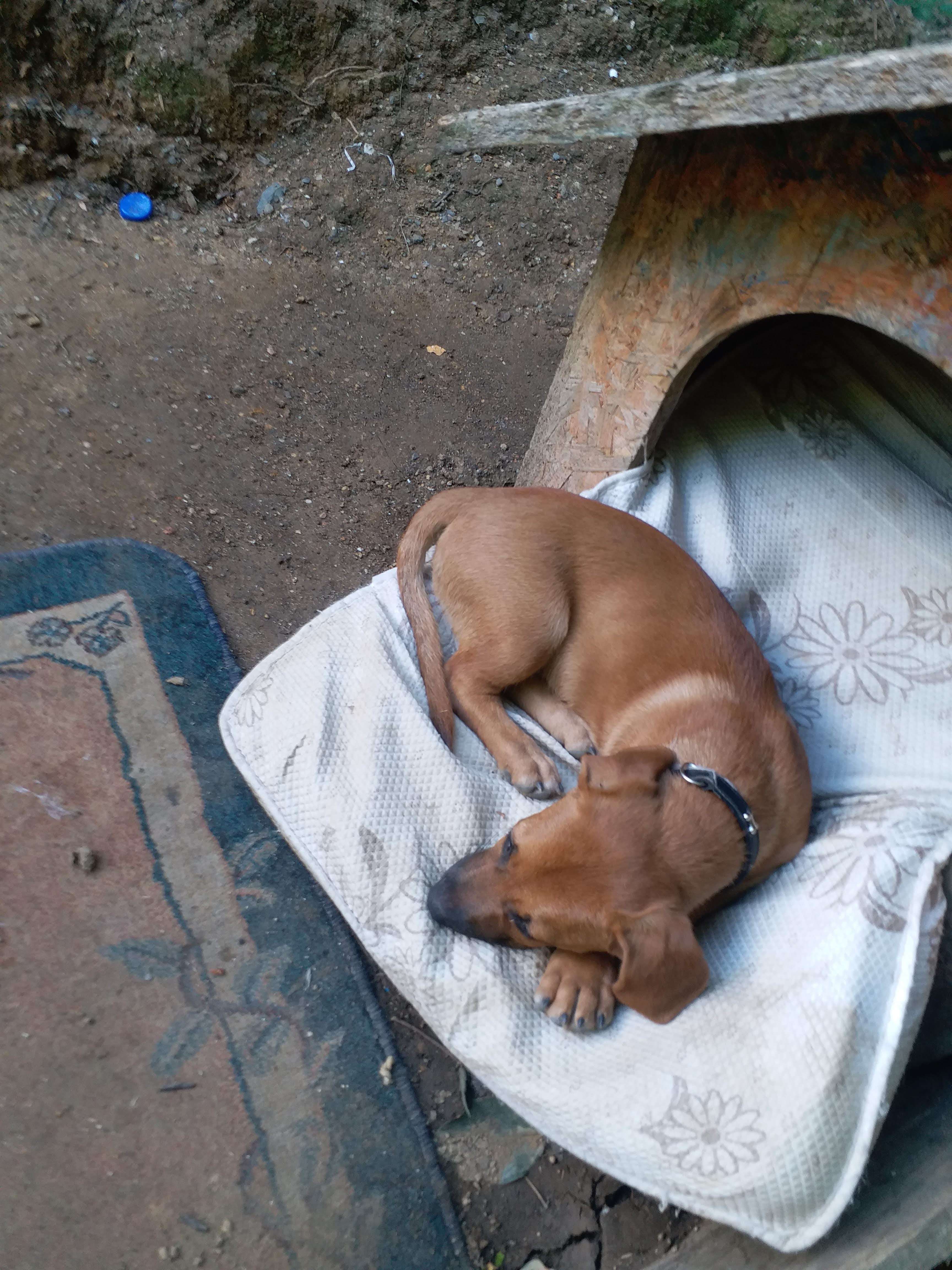 7 aylık pitbull kırması köpek kaybolmuştur maslak ataturk oto sanayi bulan olursa lütfen arasın
