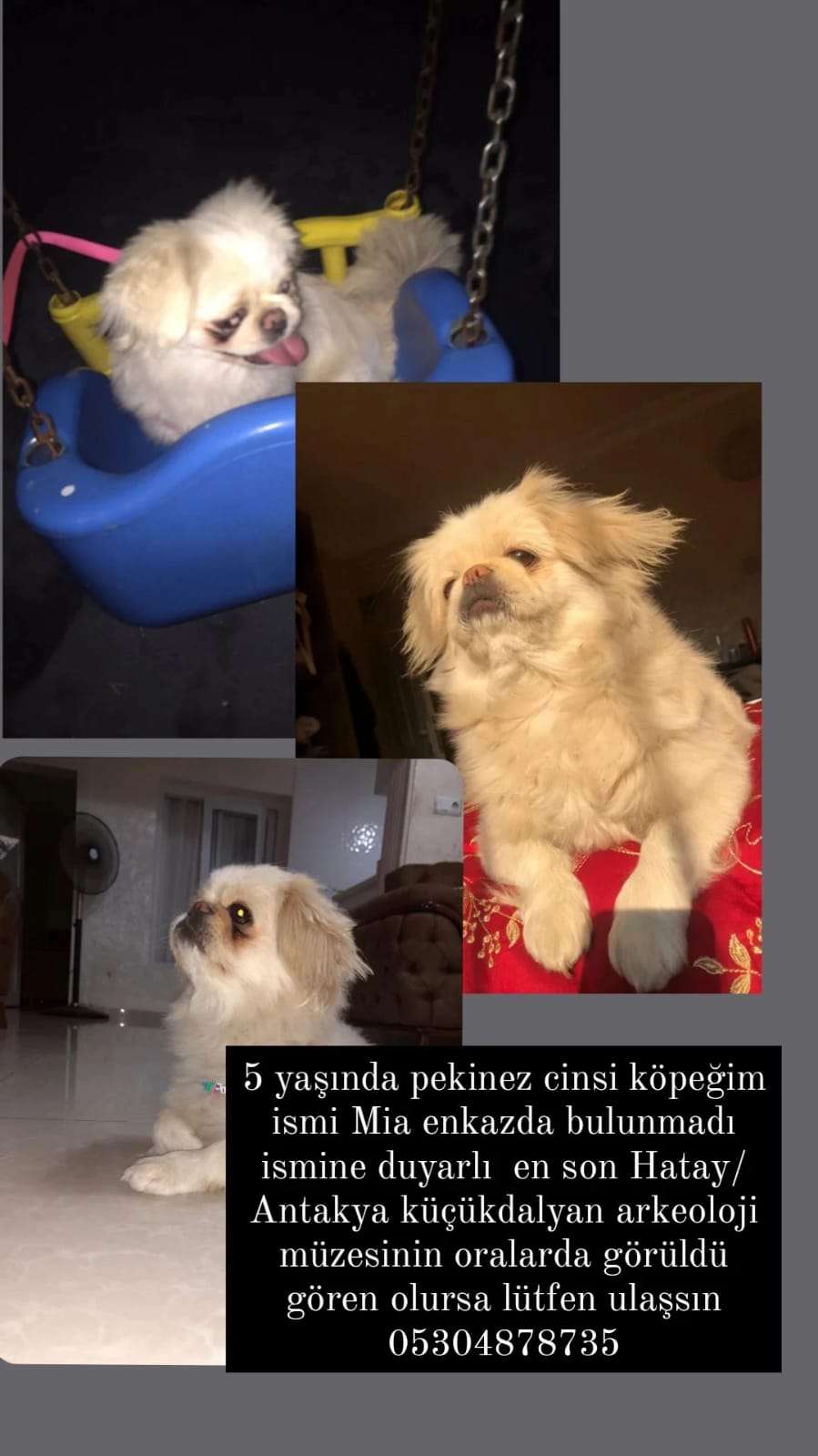 Kayıp köpek