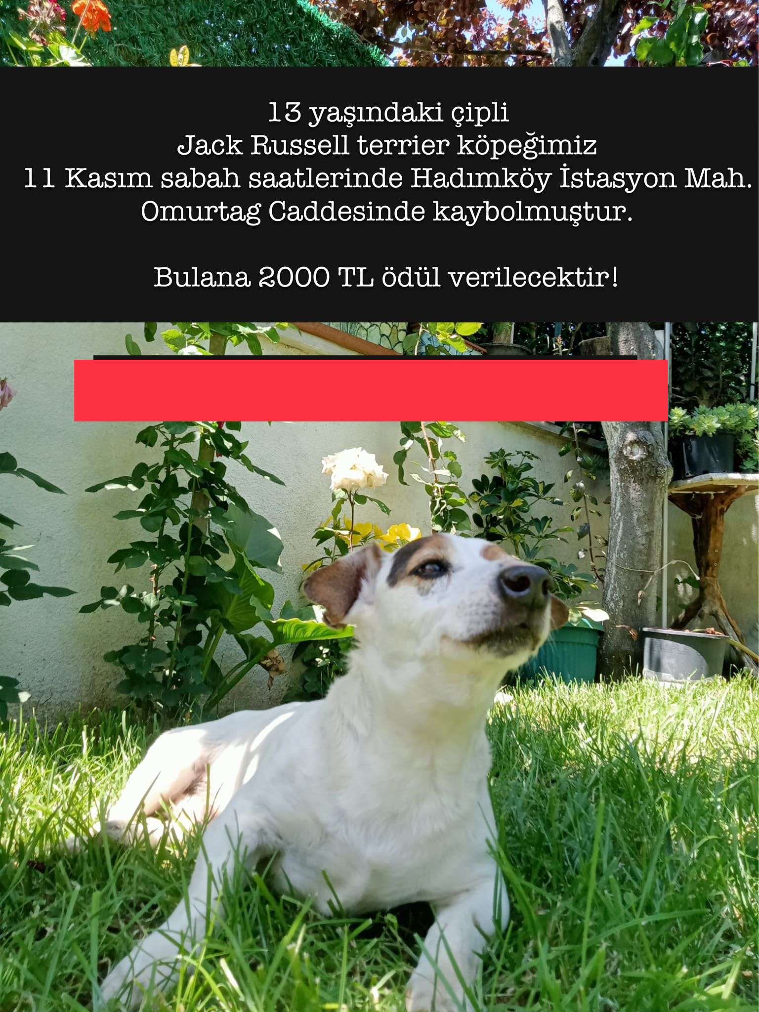 Hadımköy Kayıp Jack Russel