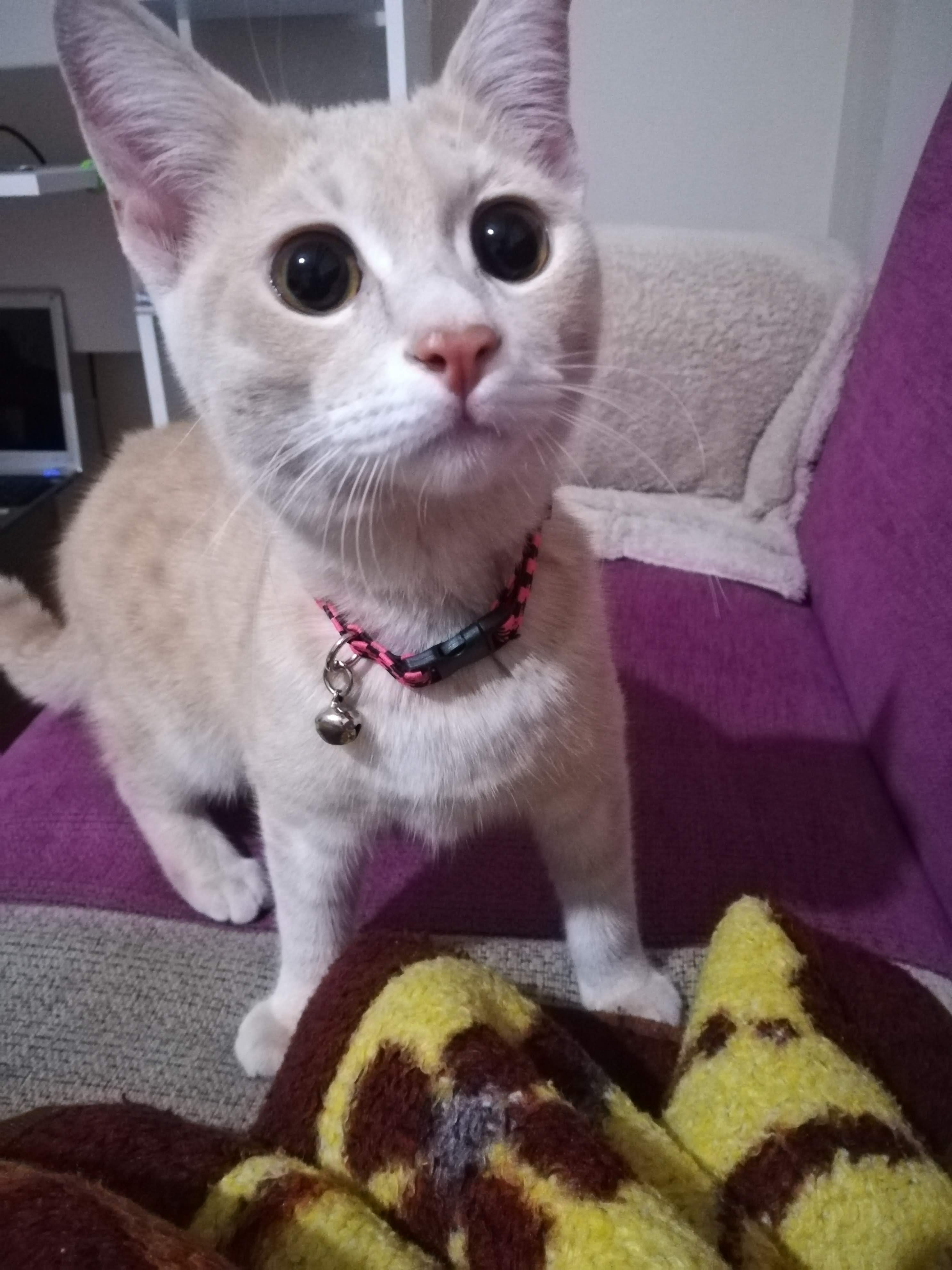 Kayıp kedi
