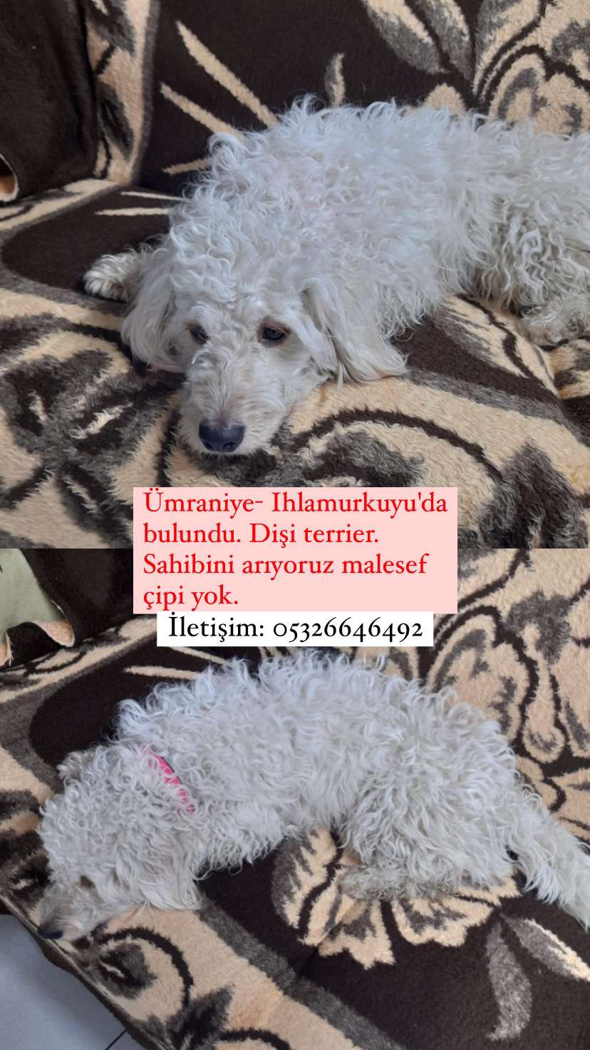 Kayıp Dişi Maltese Terrier Ümraniye