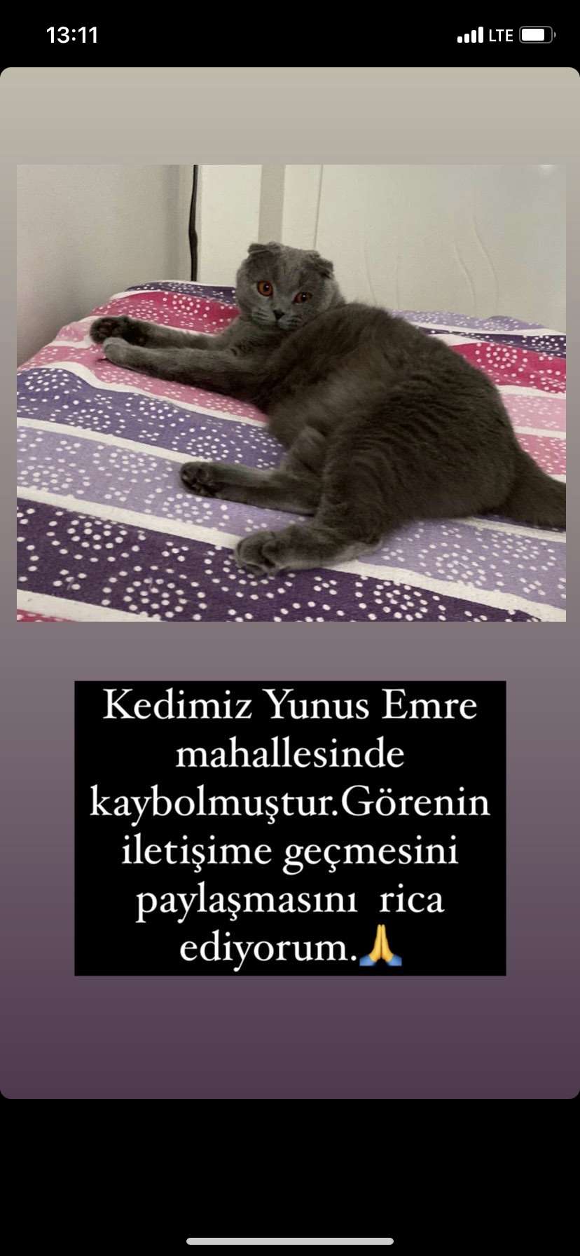 Yunus Emre mah kayıp kedi