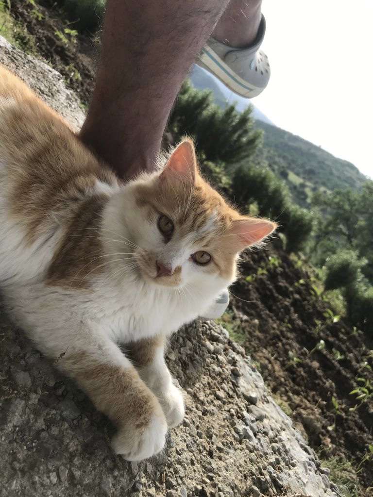 Kayıp Kedi Burhaniye
