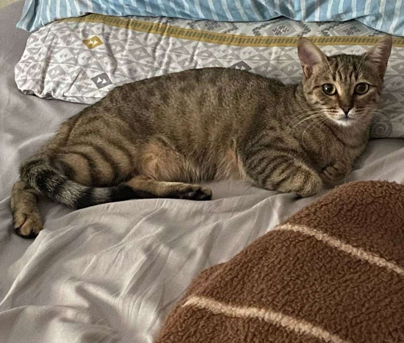 Ankara kayıp kedi