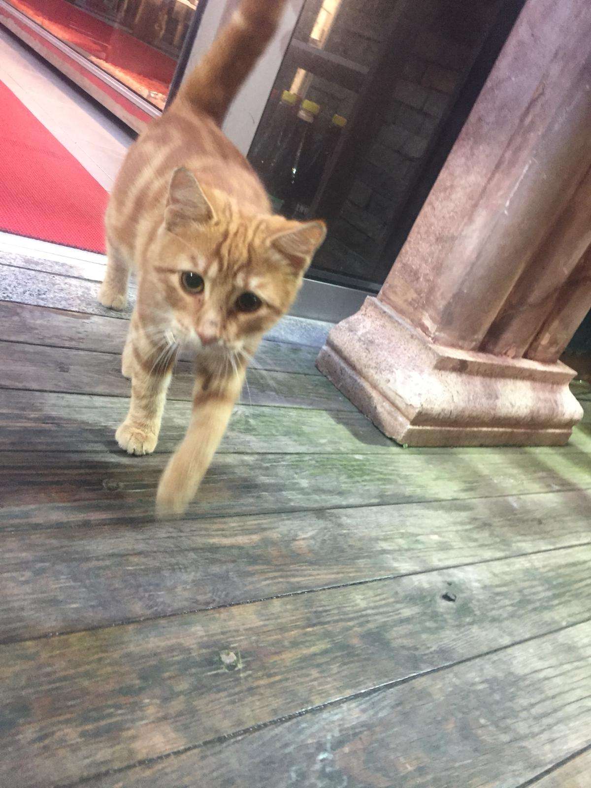 Kedi buldum İlanı 4198 Gören Duyan