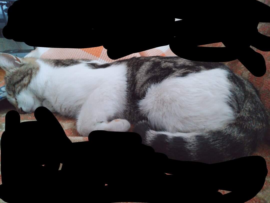 Pikachu kayip İlanı 1841 Gören Duyan