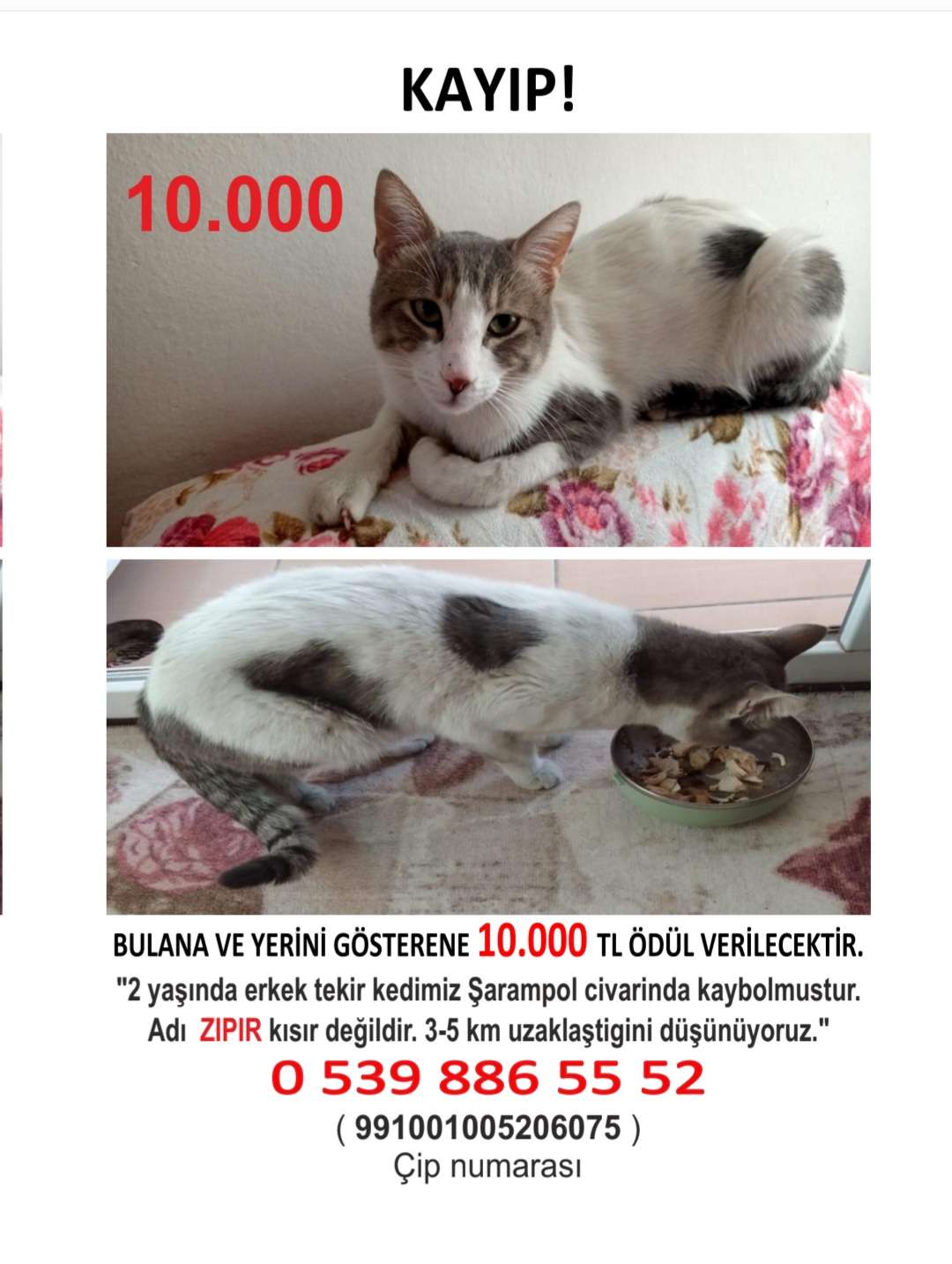 Tekir kedimiz kayip