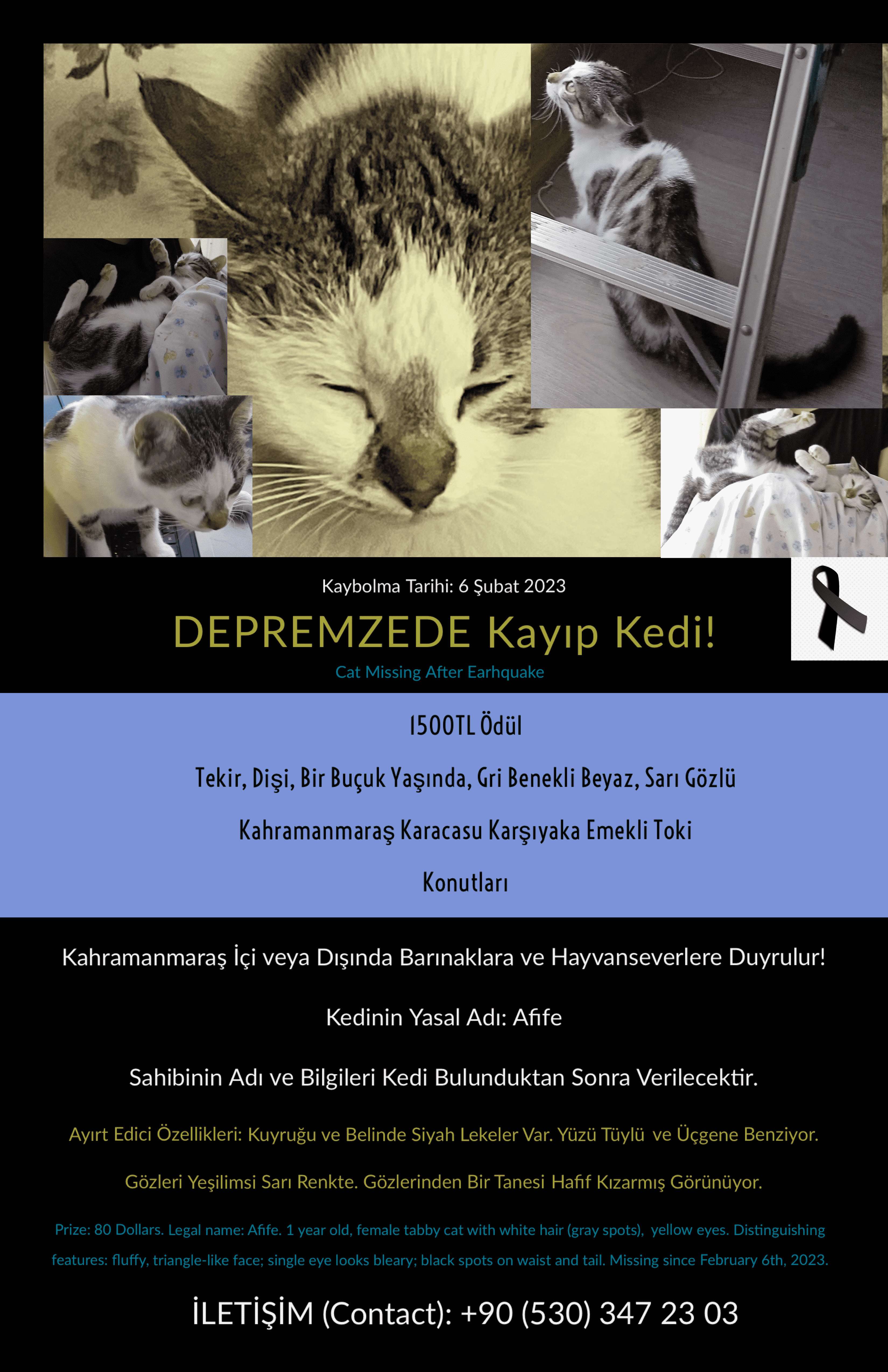 Depremzede Tekir Kedi! Kahramanmaraş