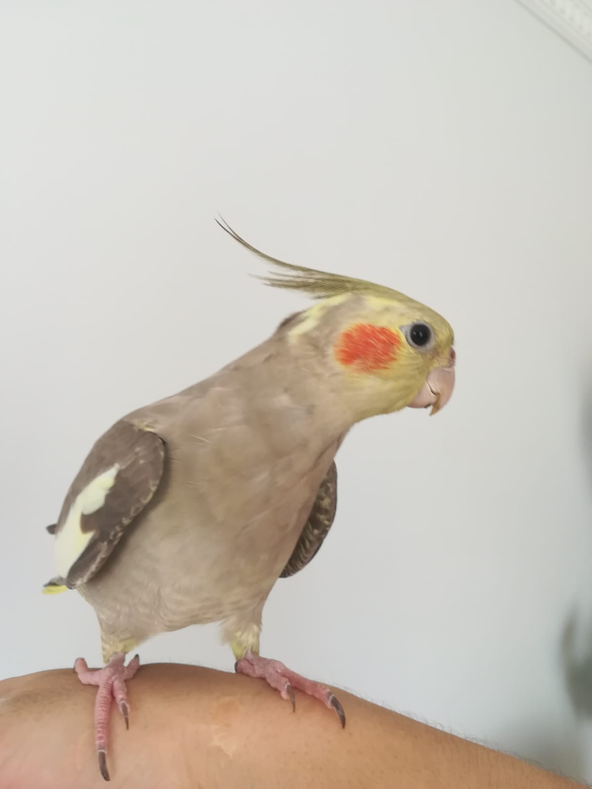 Sultan Papağanı