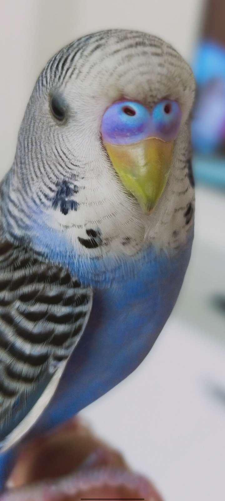 Kayıp muhabbet kusu