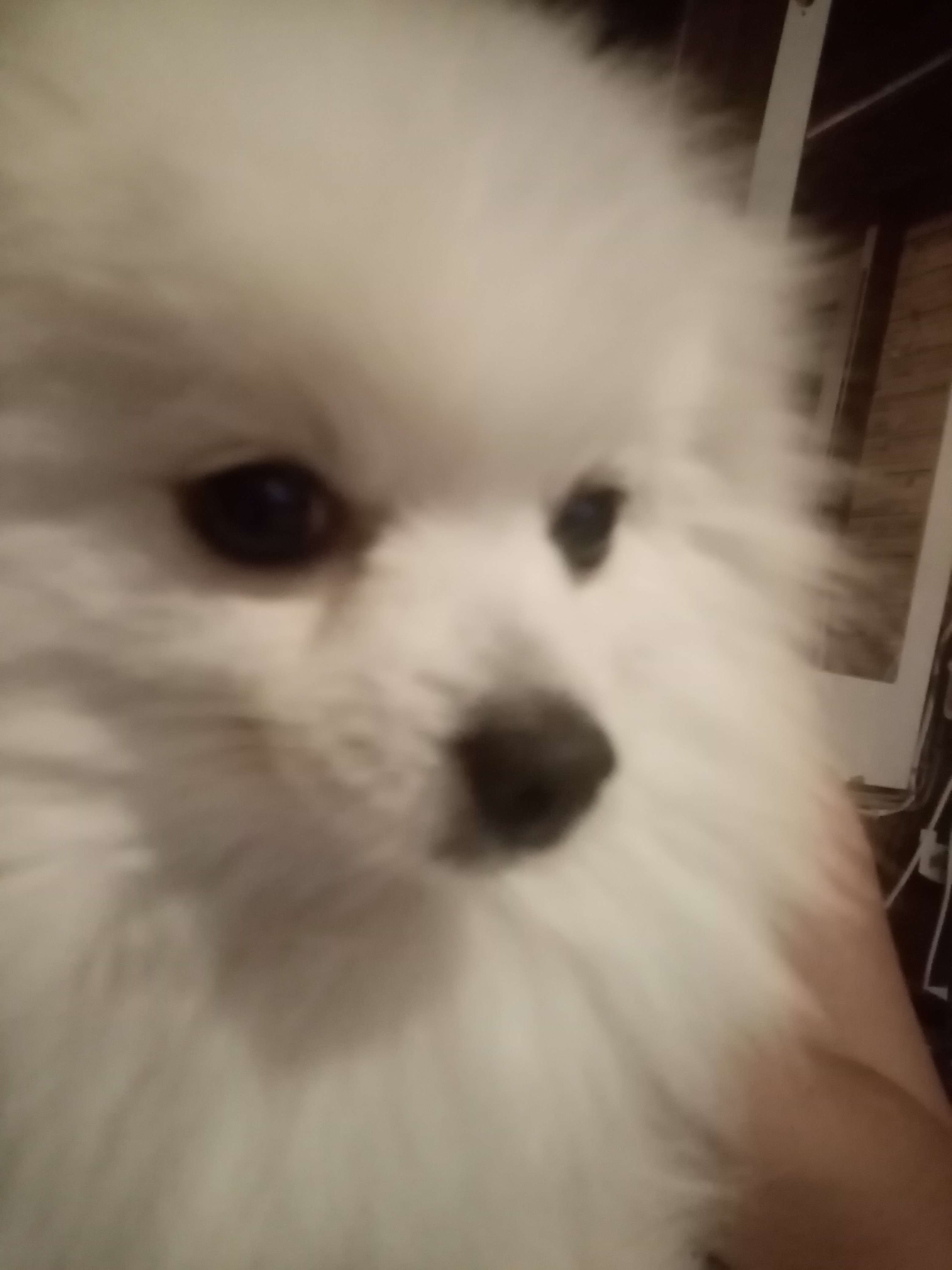 Köpeğim kayıp! 
