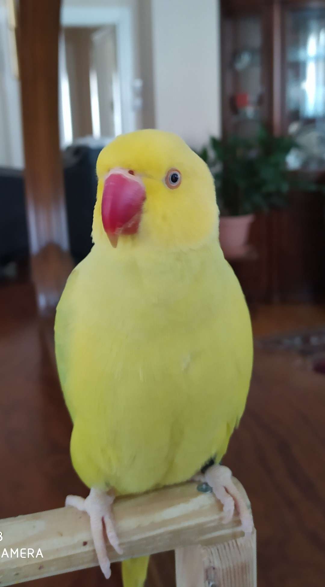 Sarı papağan kayıp 