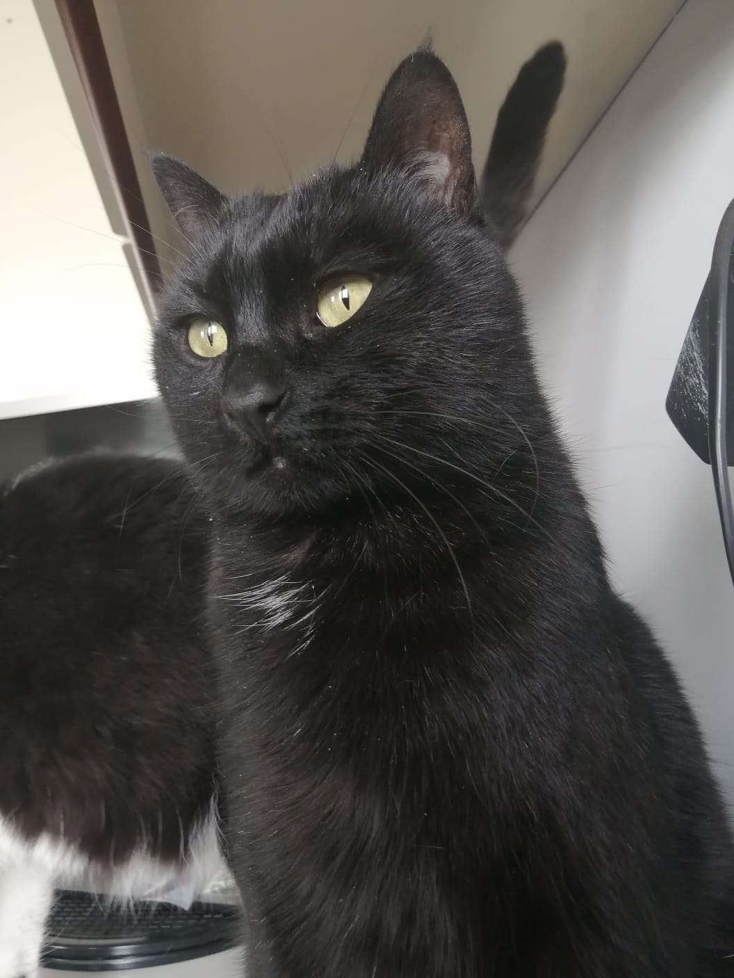 Kayseri Eğribucak Kayıp Kara Kedi 