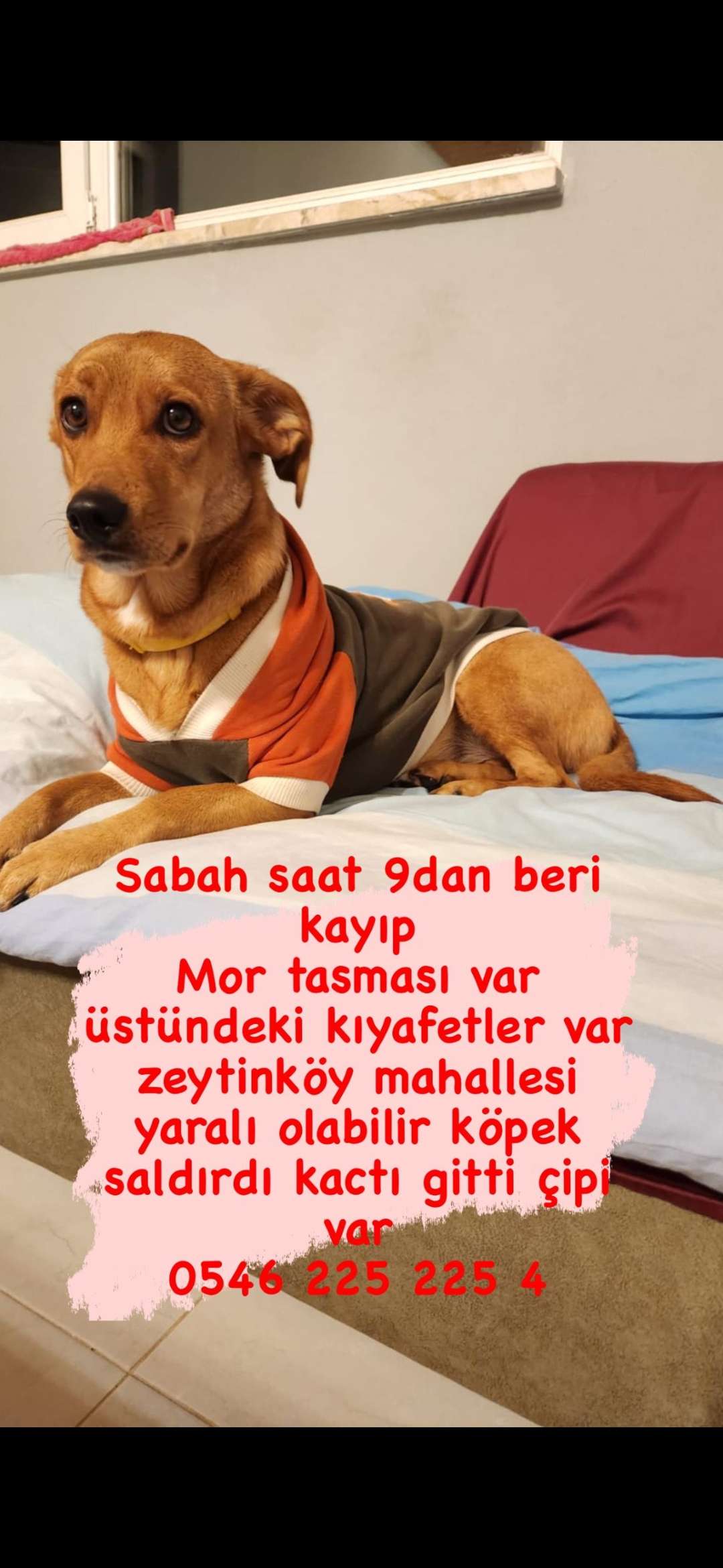 DENİZLİ KAYIP KÖPEK 